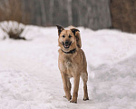 Собаки в Москве: Благородный Парсиваль Мальчик, Бесплатно - фото 2