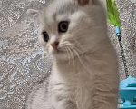 Кошки в Орле: Шотланкий котенок.  Мальчик, 8 000 руб. - фото 5