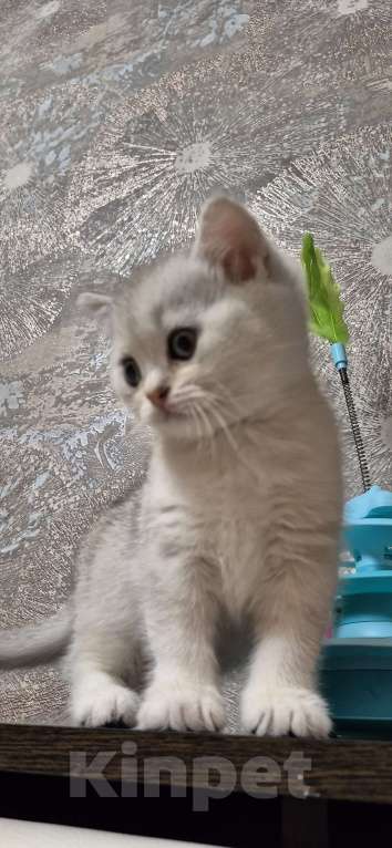 Кошки в Орле: Шотланкий котенок.  Мальчик, 8 000 руб. - фото 5