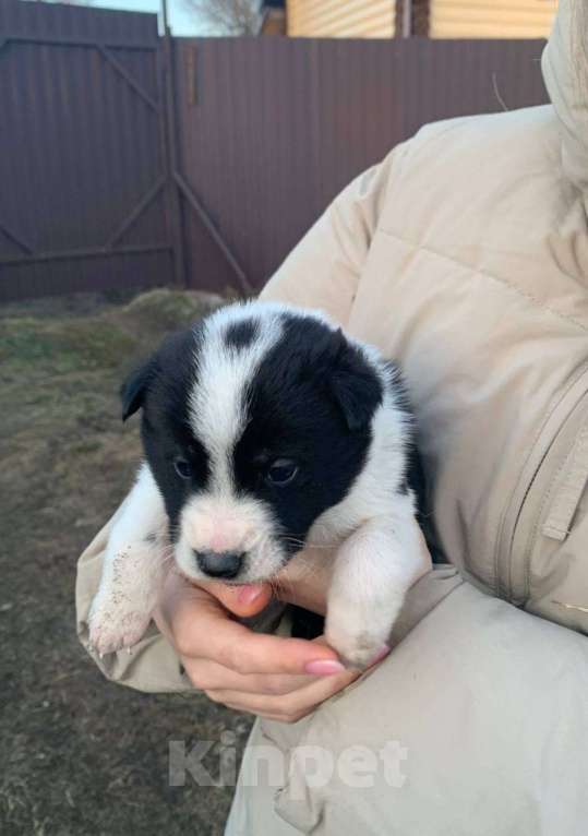 Собаки в других городах Ленинградской области: Ария (точка) Девочка, Бесплатно - фото 3