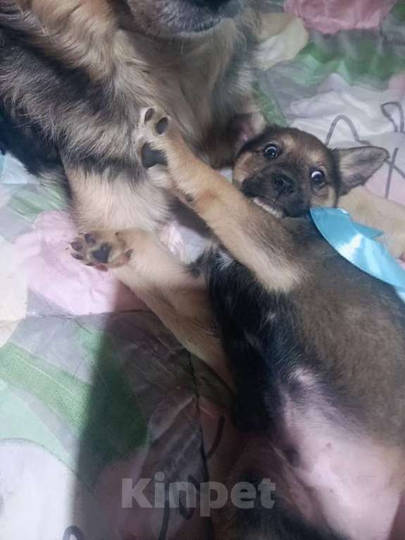 Собаки в Королеве: Щенок Лучик в дар, 2 месяца Мальчик, Бесплатно - фото 5