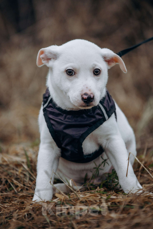 Собаки в Москве: Щенок-мальчик, в добрые руки Мальчик, Бесплатно - фото 5