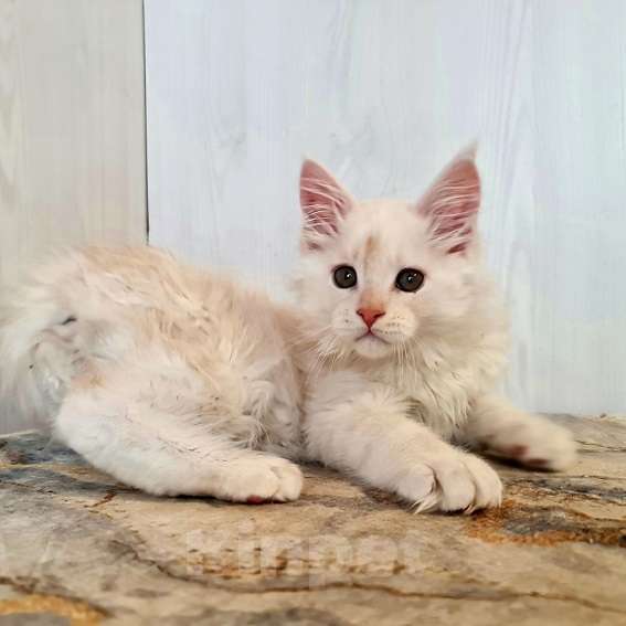 Кошки в других городах Ярославской области: Котята Мейн кун Мальчик, Бесплатно - фото 4