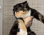 Кошки в Ставрополе: Трехцветная кошка вислоухая Девочка, Бесплатно - фото 2