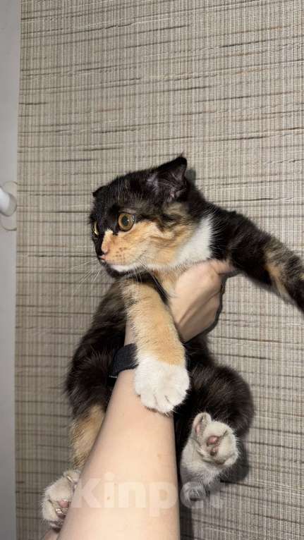 Кошки в Ставрополе: Трехцветная кошка вислоухая Девочка, Бесплатно - фото 2