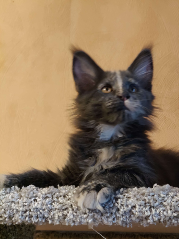 Кошки в Санкт-Петербурге: Голубокремовая девочка Девочка, Бесплатно - фото 2