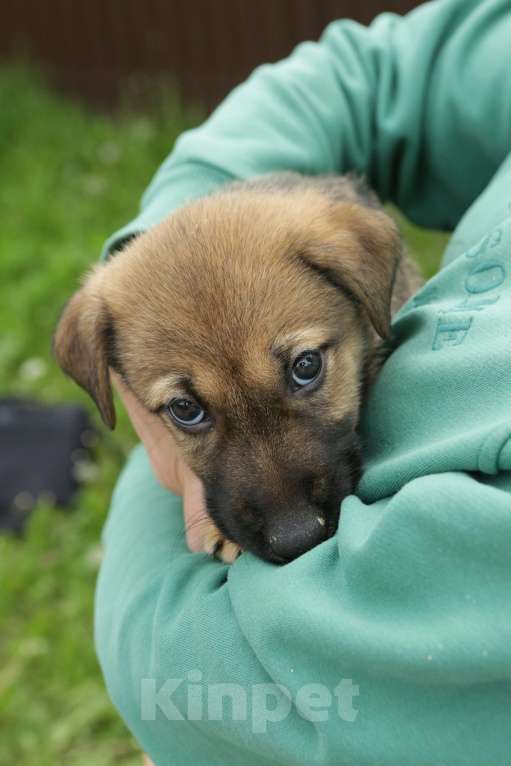Собаки в Санкт-Петербурге: Отдам щенка бесплатно Мальчик, Бесплатно - фото 5