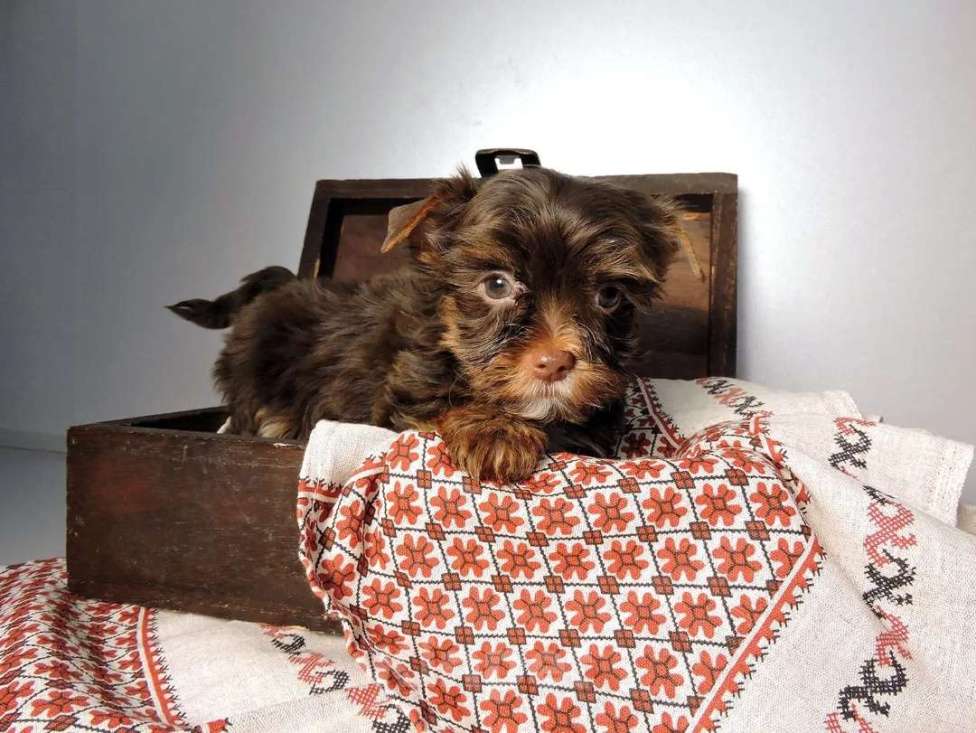 Собаки в Мытищах: Шоколадный мини мальчик Мальчик, 45 000 руб. - фото 1