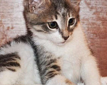 Кошки в Москве: Веселый и обаятельный котенок Пашенька  Мальчик, Бесплатно - фото 4