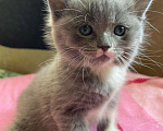 Кошки в Орлове: Самый красивый шотландец, 4 000 руб. - фото 2