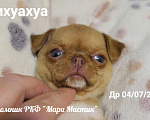 Собаки в Санкт-Петербурге: Большой выбор щенков чихуахуа из питомника РКФ Мальчик, 150 000 руб. - фото 6