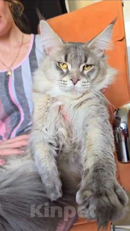 Кошки в Иваново: Котик мейн кун Мальчик, 45 000 руб. - фото 5