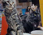 Кошки в Москве: Мальчик Мейн кун Мальчик, 25 000 руб. - фото 3