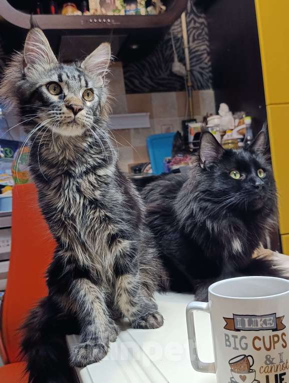 Кошки в Москве: Мальчик Мейн кун Мальчик, 25 000 руб. - фото 3