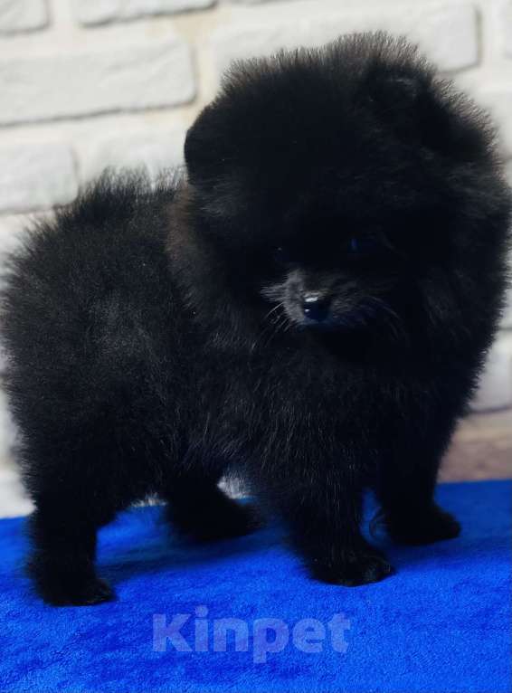 Собаки в Москве: Померанский шпиц  Девочка, 40 000 руб. - фото 2