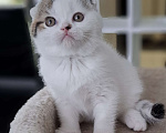 Кошки в Ярославле: Шотландский вислоухий короткошерстный мальчик Мальчик, 35 000 руб. - фото 2
