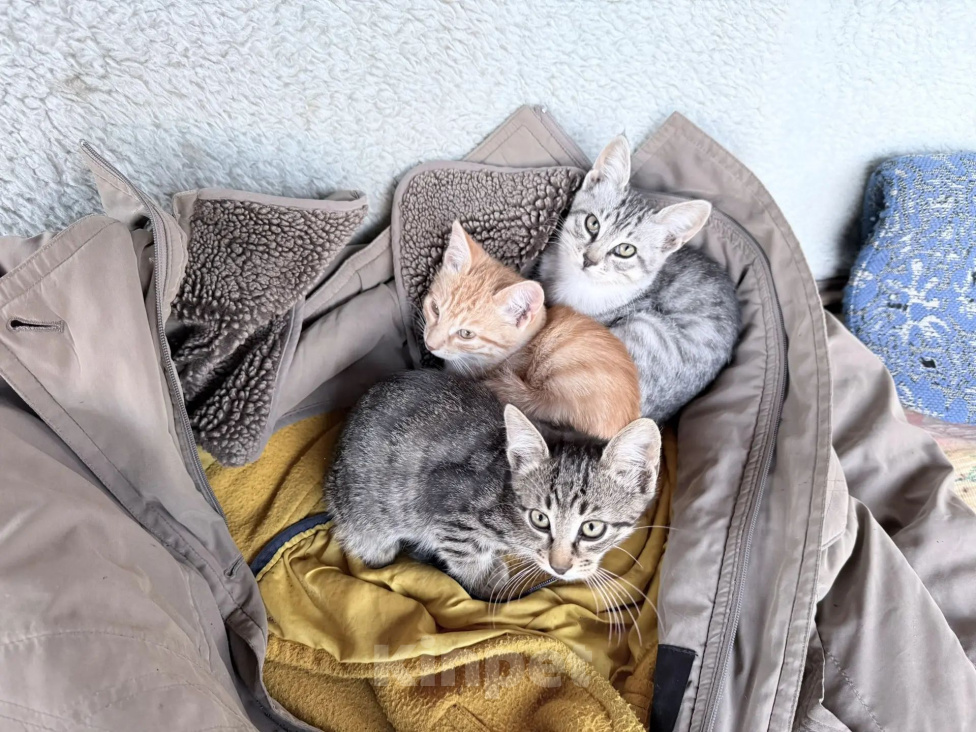 Кошки в Серпухове: Котенок в добрые руки Девочка, Бесплатно - фото 1