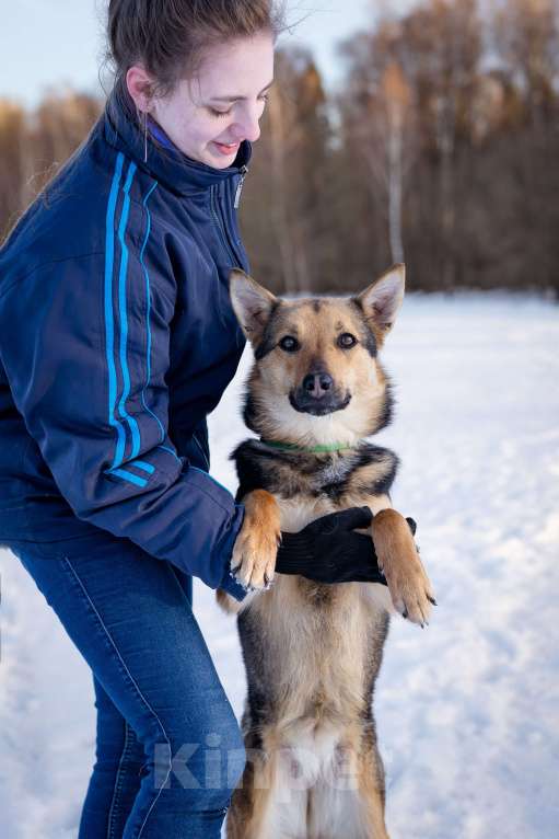 Собаки в Москве: Дина небольшая собака-компаньон. Девочка, Бесплатно - фото 3
