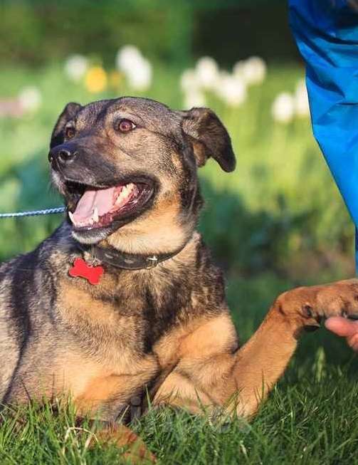 Собаки в Москве: Куша. Ей очень нужен дом Девочка, Бесплатно - фото 2