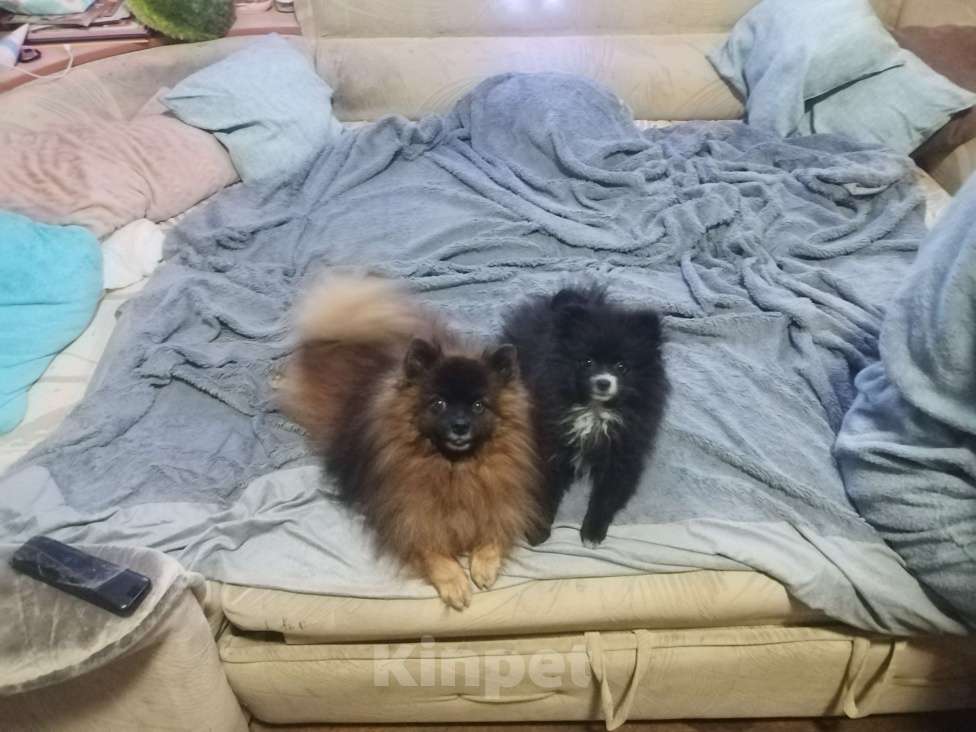 Собаки в Челябинске: Шпиц померанский Разнополые, 15 000 руб. - фото 2