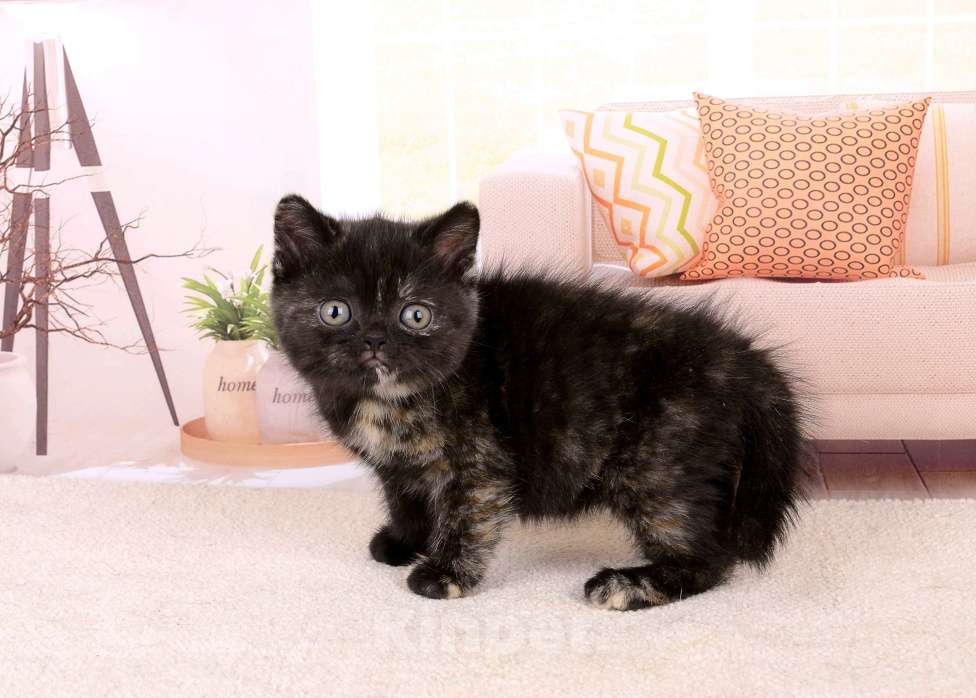Кошки в Санкт-Петербурге: Британская малышка черепахового окраса Девочка, 65 000 руб. - фото 3