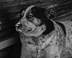 Собаки в Пушкино: Вольтик Мальчик, Бесплатно - фото 4