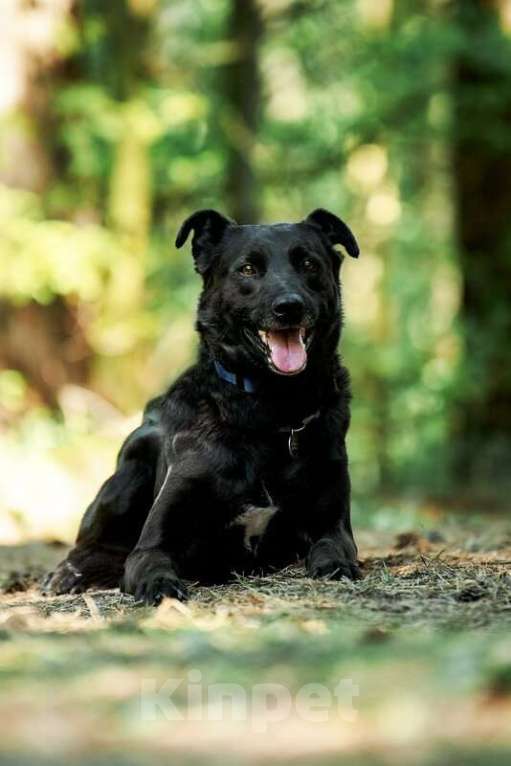 Собаки в Москве: Добрый пес Дрэйк в добрые руки. Мальчик, Бесплатно - фото 5