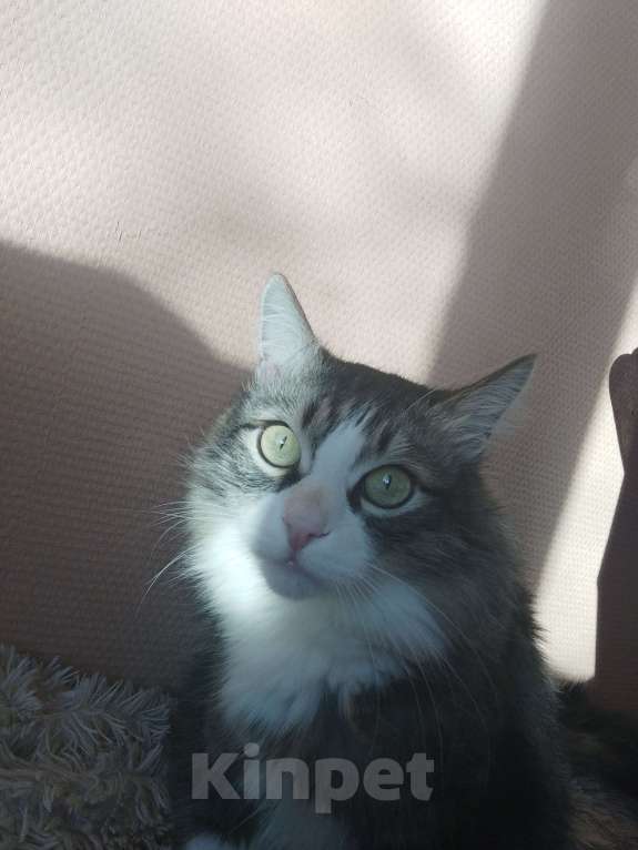 Кошки в Красноярске: ПОТЕРЯЛСЯ КОТ Мальчик, 10 000 руб. - фото 7