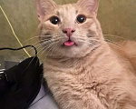 Кошки в Москве: Рыженькое солнышко Санчо, молодой котик ищет дом Мальчик, 10 руб. - фото 2
