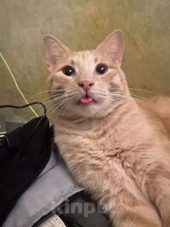 Кошки в Москве: Рыженькое солнышко Санчо, молодой котик ищет дом Мальчик, 10 руб. - фото 2