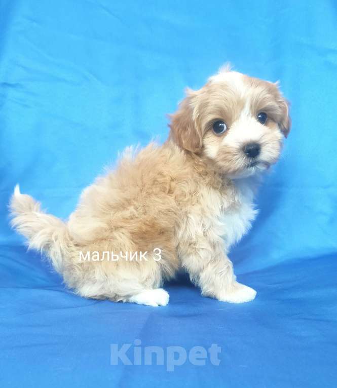 Собаки в Москве: мальтипу мальчик Мальчик, 60 000 руб. - фото 2