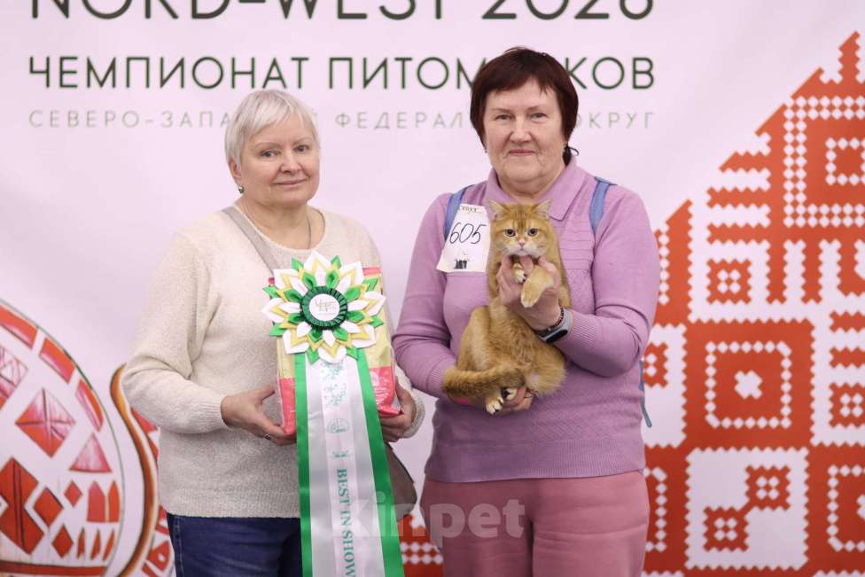 Кошки в Санкт-Петербурге: Золотой котик Скоттиш страйт Мальчик, 25 000 руб. - фото 5