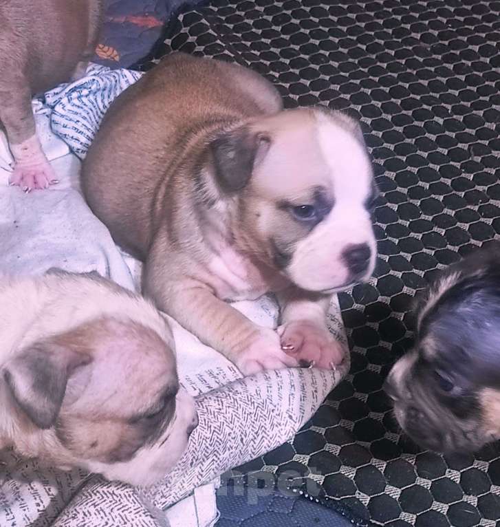 Собаки в Москве: Мальчики и девочки американский булли. Разнополые, 70 000 руб. - фото 7