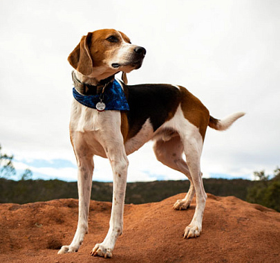 Американский фоксхаунд