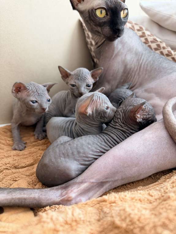 Кошки в Барнауле: Канадский сфинкс Мальчик, 10 000 руб. - фото 4