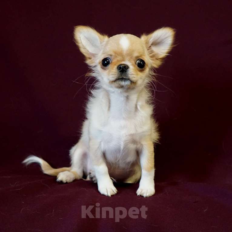 Собаки в Санкт-Петербурге: Мини Нельсон Мальчик, 60 000 руб. - фото 2