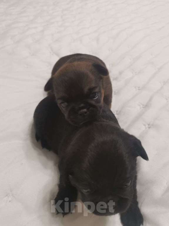 Собаки в Ярославле: Пти брабансон девочка Девочка, 30 000 руб. - фото 2