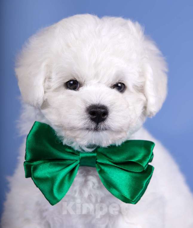 Собаки в Москве: Щенок Бишон Фризе мальчик  питомник SNОW WНIТЕ LАМВ Мальчик, Бесплатно - фото 3