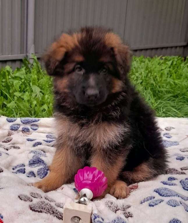 Собаки в Кирове: Немецкая овчарка дш Девочка, 45 000 руб. - фото 3