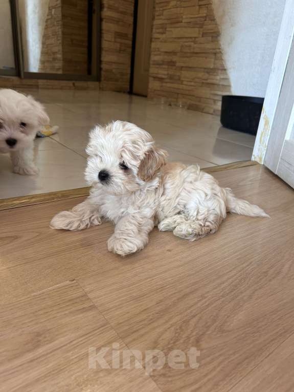 Собаки в Ростове-на-Дону: Мальтипу f1 Мальчик, 60 000 руб. - фото 2