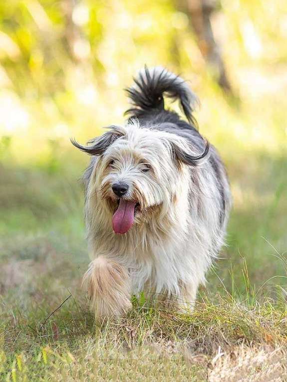 Собаки в Москве: Молодая некрупная собачка Груша ищет дом  Девочка, 10 руб. - фото 3