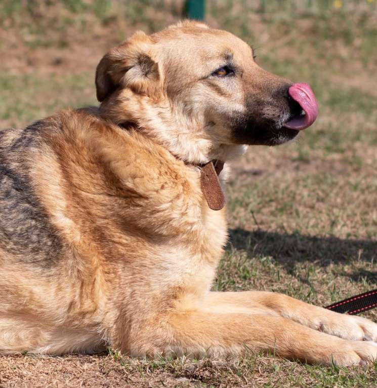 Собаки в Москве: Панда. Обнимательная девочка Девочка, 1 руб. - фото 4