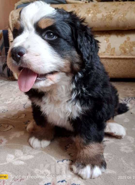 Собаки в Москве: Щенки бернского зенненхунда  Мальчик, 45 000 руб. - фото 6