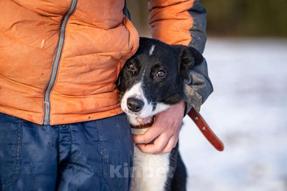 Собаки в Клине: Джоли — звёздная собачка Девочка, Бесплатно - фото 6