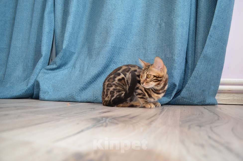 Кошки в Москве: Бенгальский мальчишка с  родословной (в наличии) Мальчик, 40 000 руб. - фото 10