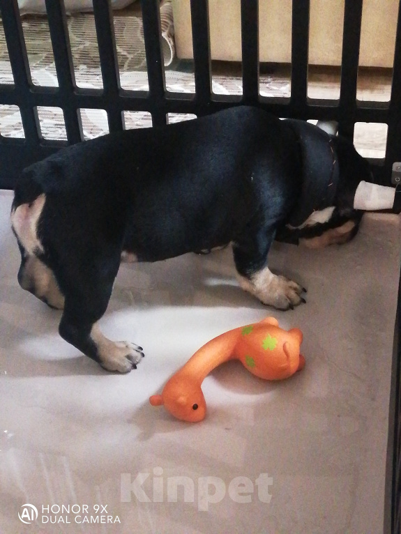 Собаки в Находке: Предлагаются к продаже щенки французских бульдогов. Мальчик, Бесплатно - фото 3