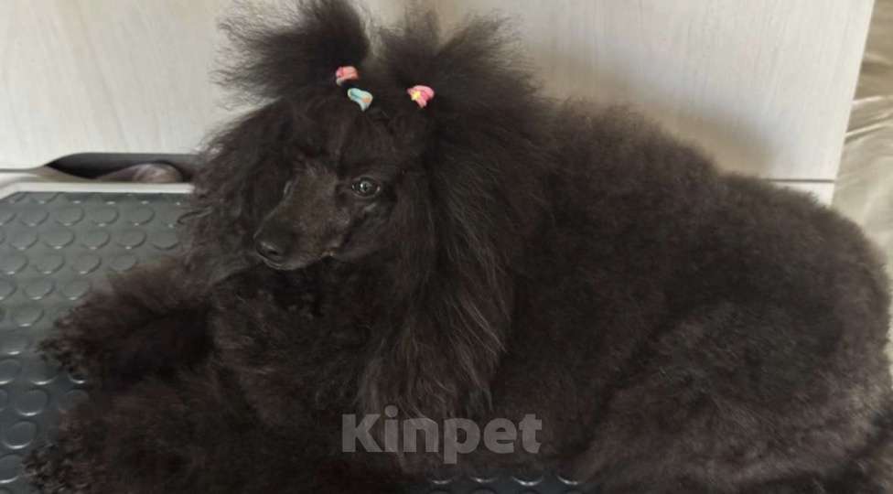 Собаки в Москве: Пудель миниатюра Мальчик, Бесплатно - фото 2