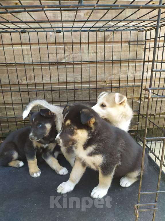 Собаки в Москве: Мира, озорной щенок метис хаски Девочка, Бесплатно - фото 2