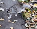 Кошки в Москве: Найден кот(кошка) пушистый полосатый серый Мальчик, Бесплатно - фото 2