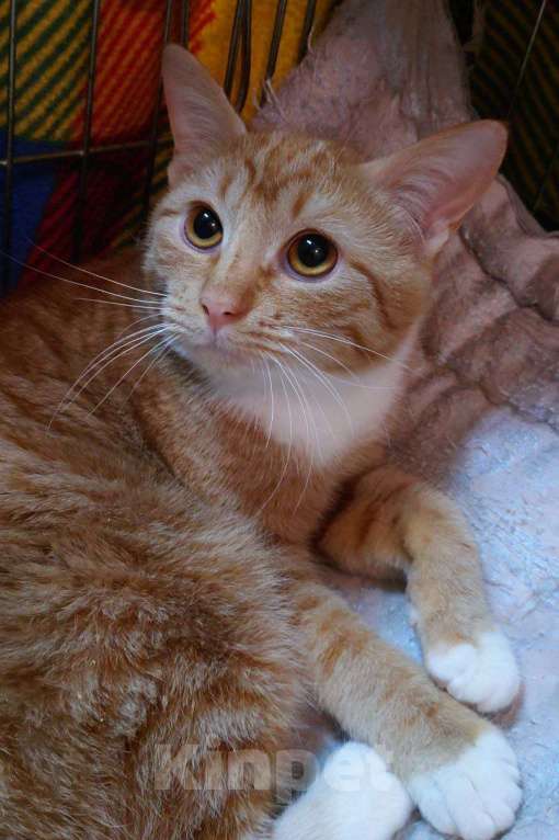 Кошки в Санкт-Петербурге: Рыжий котенок-мальчик в добрые руки Мальчик, Бесплатно - фото 7